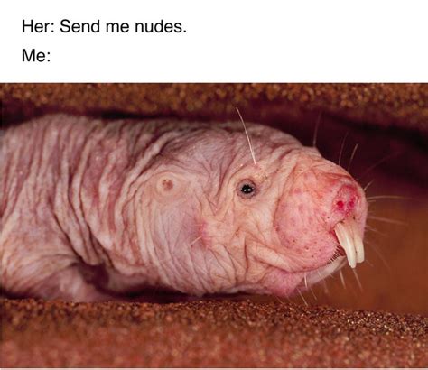 naked mole rat meme|Send naked mole rat memes instead of nude photos,。